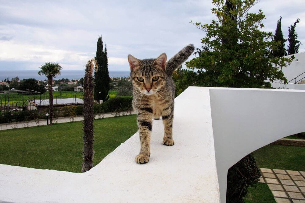 A stray cat who greeted us one morning as we left our villa