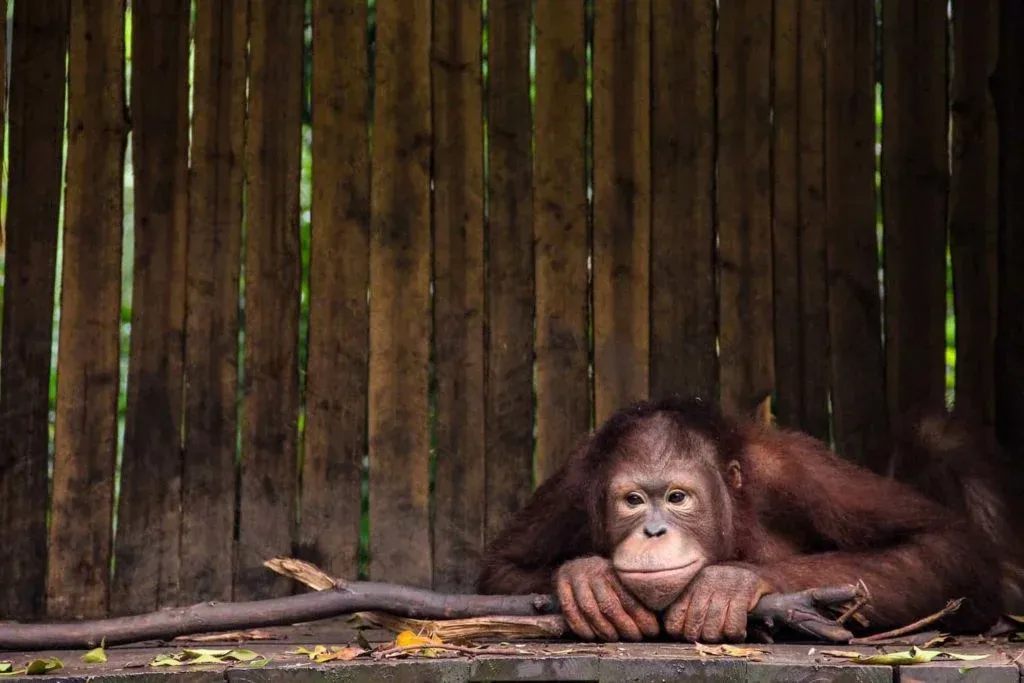 Orang-utans deserve to live their lives unaffected by human activity