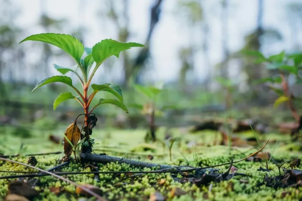 A sapling growing in a nursery