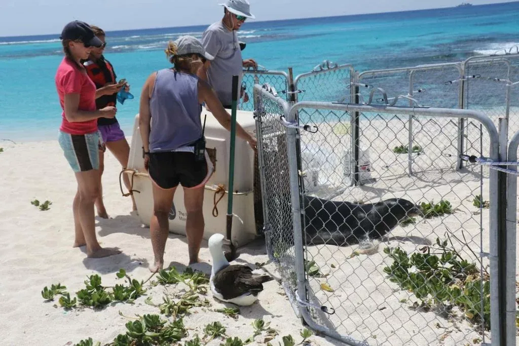 A seal rescue project in action